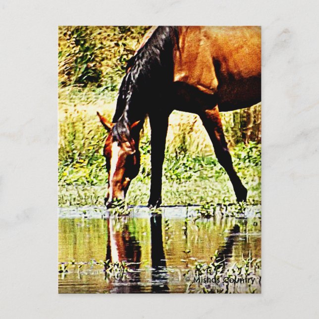 Bay Horse ’Reflection’ Vykort (Framsida)