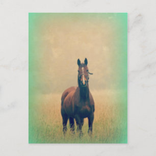 Bay Horse Ställande i Fält Vykort