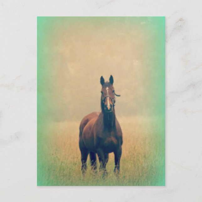 Bay Horse Ställande i Fält Vykort (Framsida)