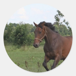 Bay Horse Sticker Runt Klistermärke