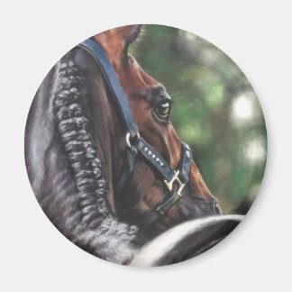 Bay Horse Thoroughborn Warmblods Dressage Jumper Magnet