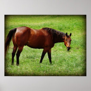 Bay Horse Tittar Poster