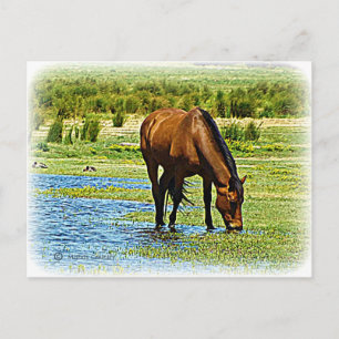 Bay Horse Vykort