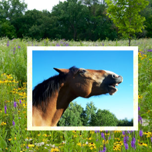 Bay Horse Whinnying in i Luft Vykort
