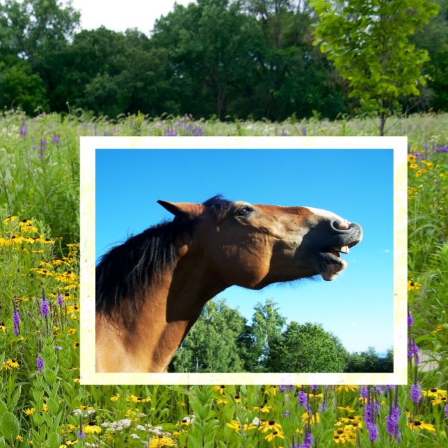 Bay Horse Whinnying in i Luft Vykort (Skapare uppladdad)