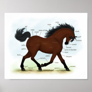 Bay Horse with Blaze Educational Anatomical Chart Poster