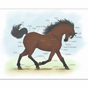 Bay Horse with Blaze Equine Anatomy Diagram Diagra Klistermärken