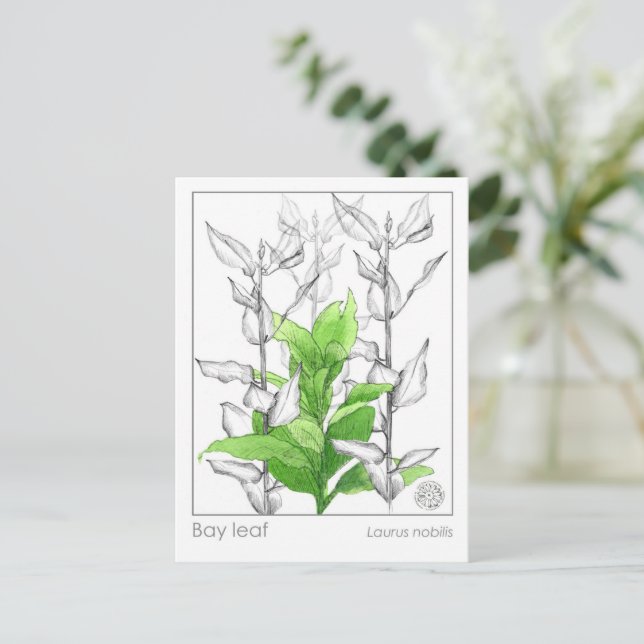 Bay Löv Materia Medica Monograph Herbal Study Vykort (Stående Fram)