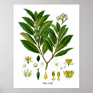 Bay Löv Plant Illustration Herb Wall Decor Poster