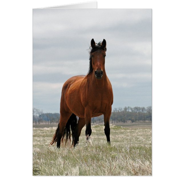 Bay Mare Hälsningskort (Framsidan)