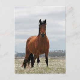 Bay Mare Vykort