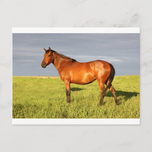 Bay Mare Vykort (Framsida)