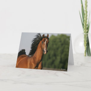 Bay Morgan Horse Headshot Flowing Mane Kort