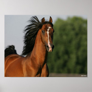 Bay Morgan Horse Headshot Flowing Mane Poster