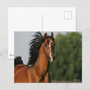 Bay Morgan Horse Headshot Flowing Mane Vykort