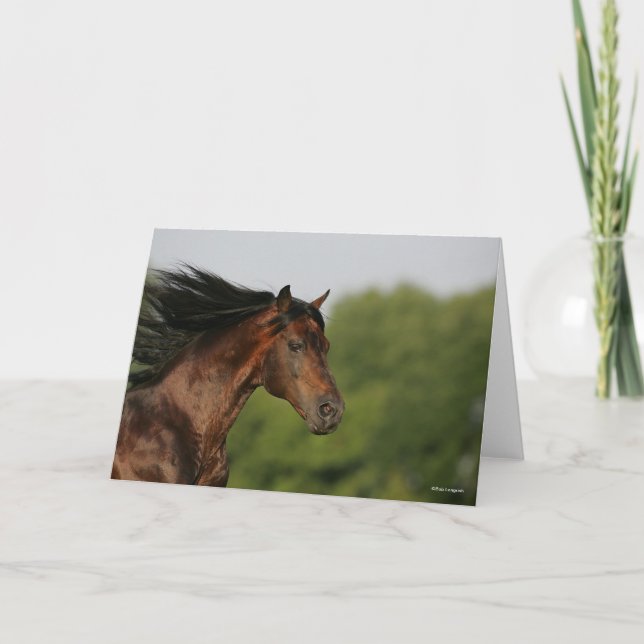 Bay Morgan Horse Headshot Mane Flowing Kort (Framsida)