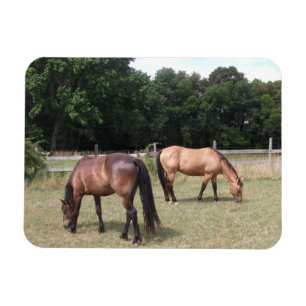 Bay och Dun Horses Grazing in Pasture Magnet