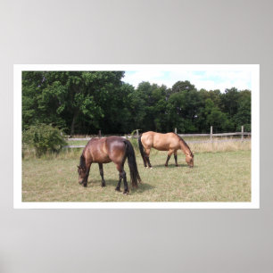 Bay och Dun Horses Grazing Poster