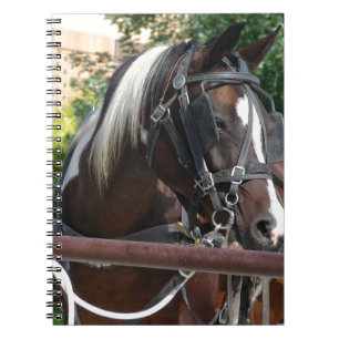 Bay Pinto Amish Buggy Horse Anteckningsbok