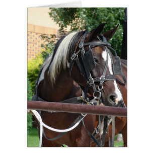 Bay Pinto Amish Buggy Horse Hälsningskort