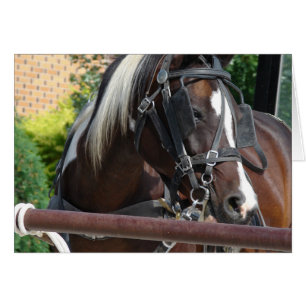 Bay Pinto Amish Buggy Horse Hälsningskort