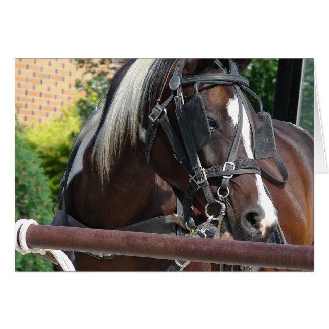 Bay Pinto Amish Buggy Horse Hälsningskort (Framsidan Horizontal)