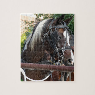 Bay Pinto Amish Buggy Horse i Kalona, Iowa Pussel