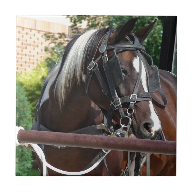 Bay Pinto Amish Buggy Horse Kakelplatta (Framsidan)