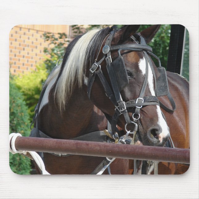 Bay Pinto Amish Buggy Horse Musmatta (Framsidan)