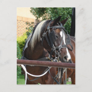 Bay Pinto Amish Buggy Horse Vykort