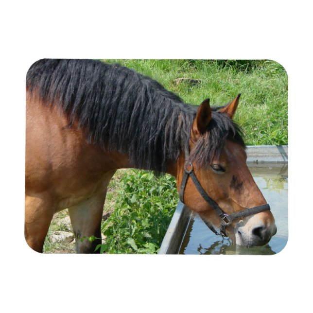 Bay Pony Drinking från Vatten Trough Magnet (Horisontell)