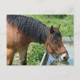 Bay Pony Drinking från Vatten Trough Vykort
