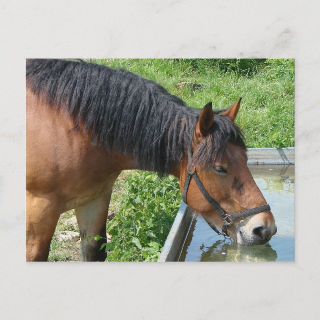 Bay Pony Drinking från Vatten Trough Vykort (Framsida)