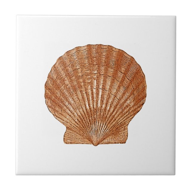 Bay Scallop-Snäcka Kakelplatta (Framsidan)