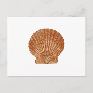 Bay Scallop-Snäcka Vykort