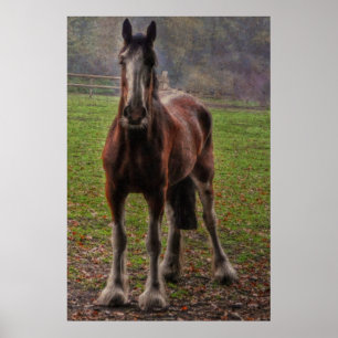 Bay Shire Draft Horse England, Förenade kungariket Poster