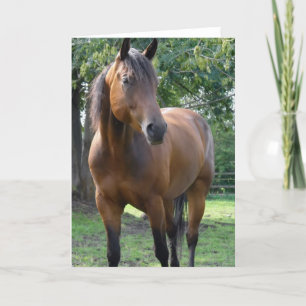 Bay Thoroughborn Horse Greeting Card Kort