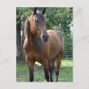 Bay Thoroughborn Horse Postcard Vykort