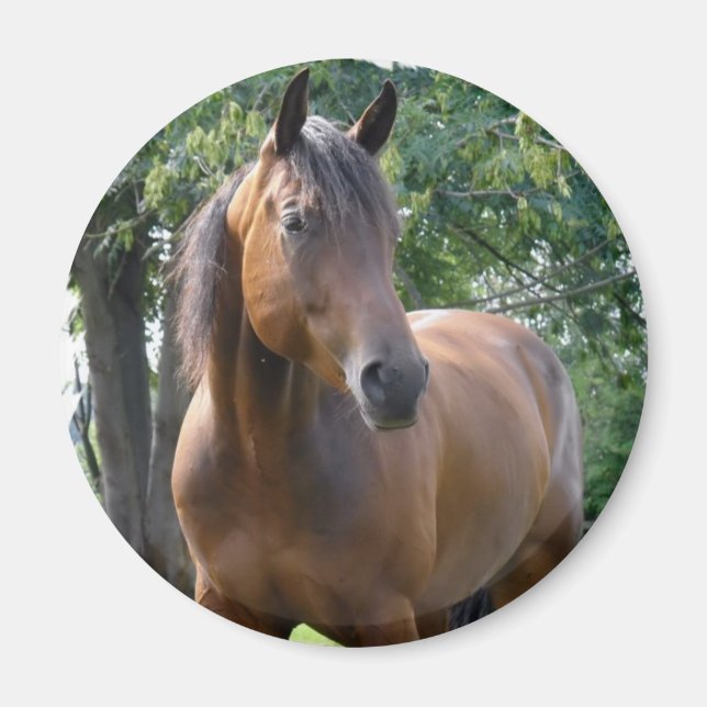 Bay Thoroughborn Horse Round Magnet (Framsidan)