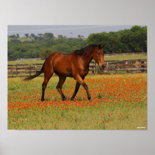Bay Thoroughborn Horse Walking Flowers Poster