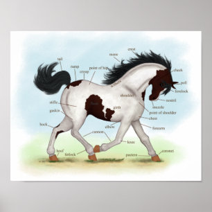 Bay Tobiano Pinto Horse Equestrian Anatomy Poster