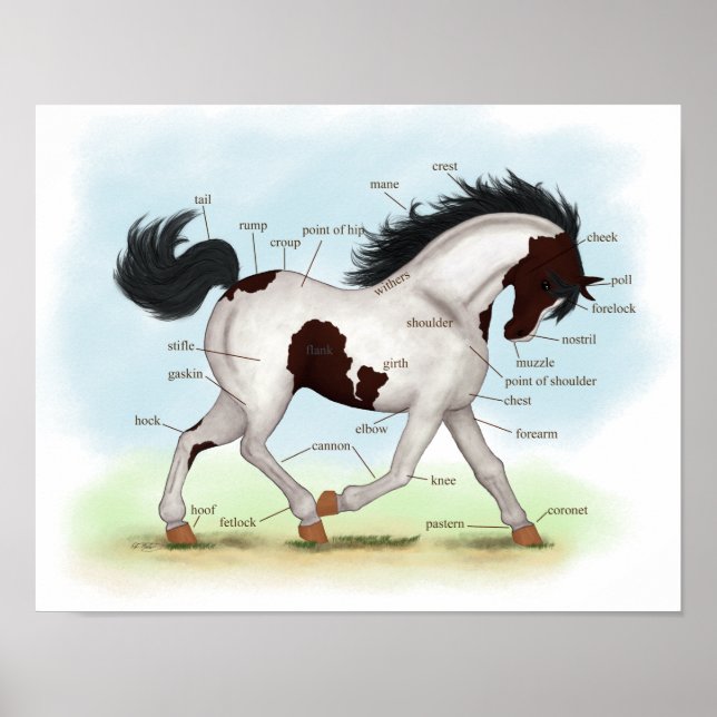 Bay Tobiano Pinto Horse Equestrian Anatomy Poster (Framsidan)