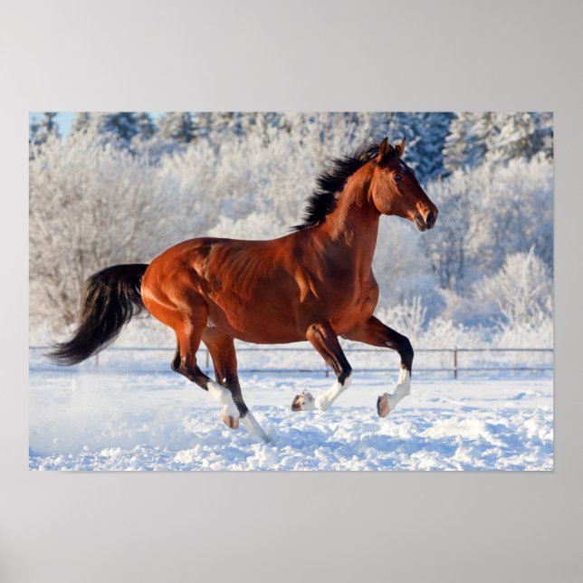 Bay Trakehner Stallion Poster (Framsidan)