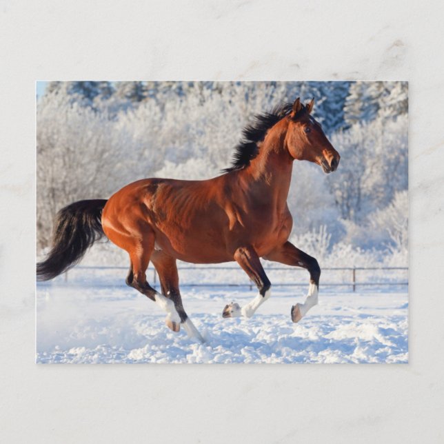 Bay Trakehner Stallion Vykort (Framsida)