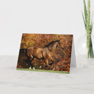 Bay Warmblode Runumn Background Kort