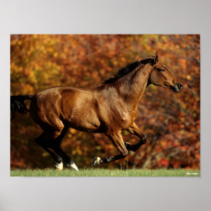 Bay Warmblode Runumn Background Poster