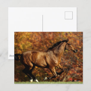 Bay Warmblode Runumn Background Vykort