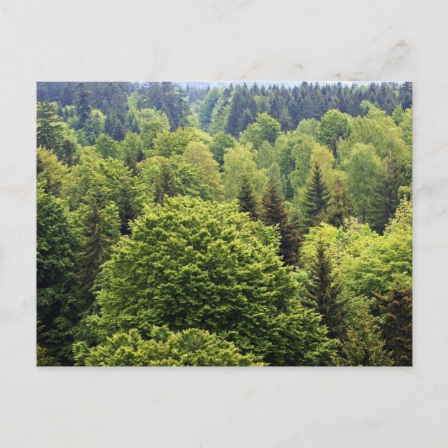 Bayerischer Wald Vykort (Framsida)