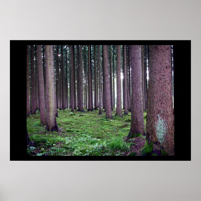 Bayerisk skog poster (Framsidan)