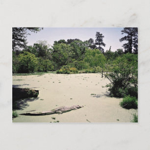 Bayou (swamp), Louisiana, Förenta staterna Vykort